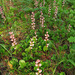 Pyrola rotundifolia incarnata - Photo (c) V.S. Volkotrub, algunos derechos reservados (CC BY-NC), subido por V.S. Volkotrub