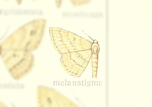 Scopula melanstigma