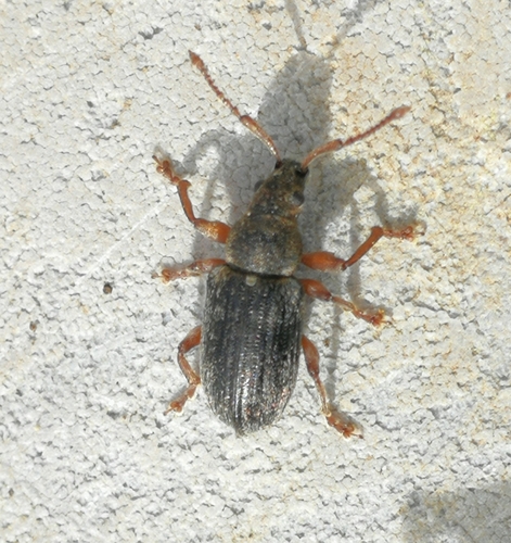 šupináčik ovocný (Phyllobius pyri)