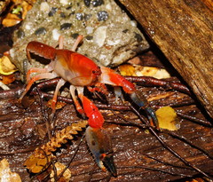 Engaeus affinis
