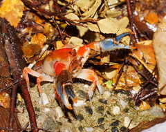 Engaeus affinis