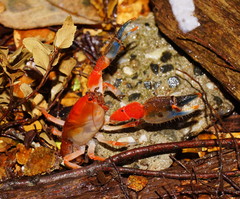 Engaeus affinis