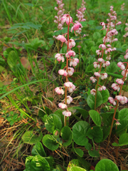 Pyrola asarifolia incarnata