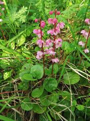 Pyrola asarifolia incarnata