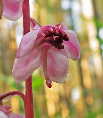 Pyrola asarifolia incarnata