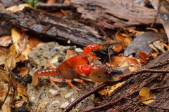 Engaeus affinis