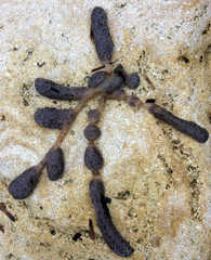 Botrylloides perspicuus