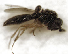 Odontacolus berryae