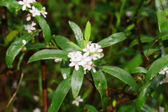 Philotheca myoporoides