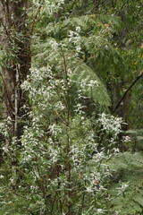 Philotheca myoporoides