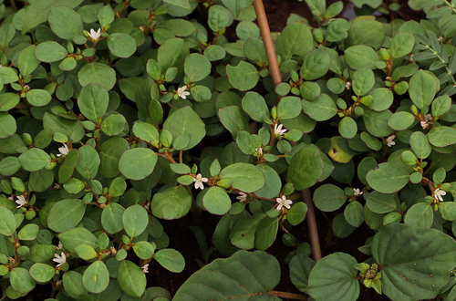 Trianthema portulacastrum image