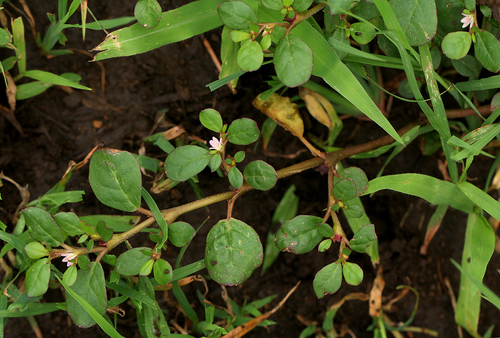 Trianthema portulacastrum image