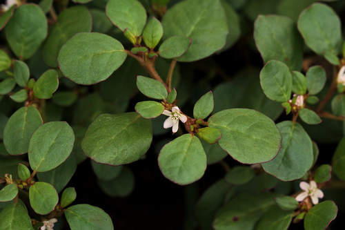 Trianthema portulacastrum image