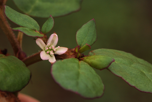 Trianthema portulacastrum image