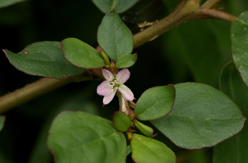 Trianthema image