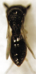 Odontacolus berryae