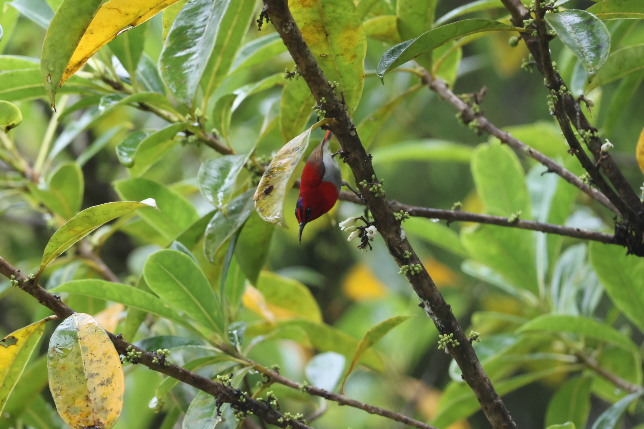 Temminck's Sunbird (Aethopyga temminckii)