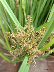 Cyperus javanicus