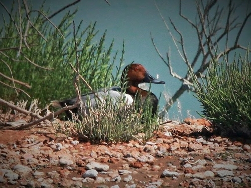 Common Pochard