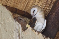 Tyto alba poensis