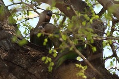 Poicephalus cryptoxanthus