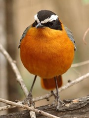 Cossypha heuglini heuglini