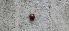 Harmonia axyridis