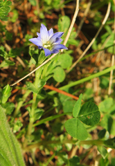 Gentiana squarrosa