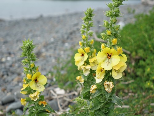 Image of Verbascum creticum by (c) Jacqui Geux, some rights reserved (CC BY)