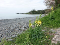 Verbascum creticum
