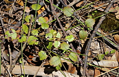 Rubus australis