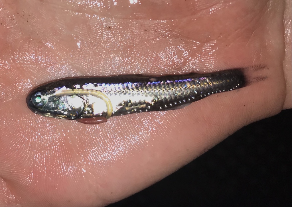 Hector's Lanternfish