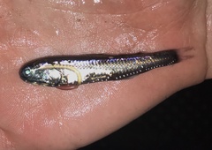 Hector's Lanternfish photo 1