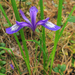 Iris ruthenica - Photo (c) V.S. Volkotrub,  זכויות יוצרים חלקיות (CC BY-NC)