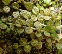 Epilobium komarovianum