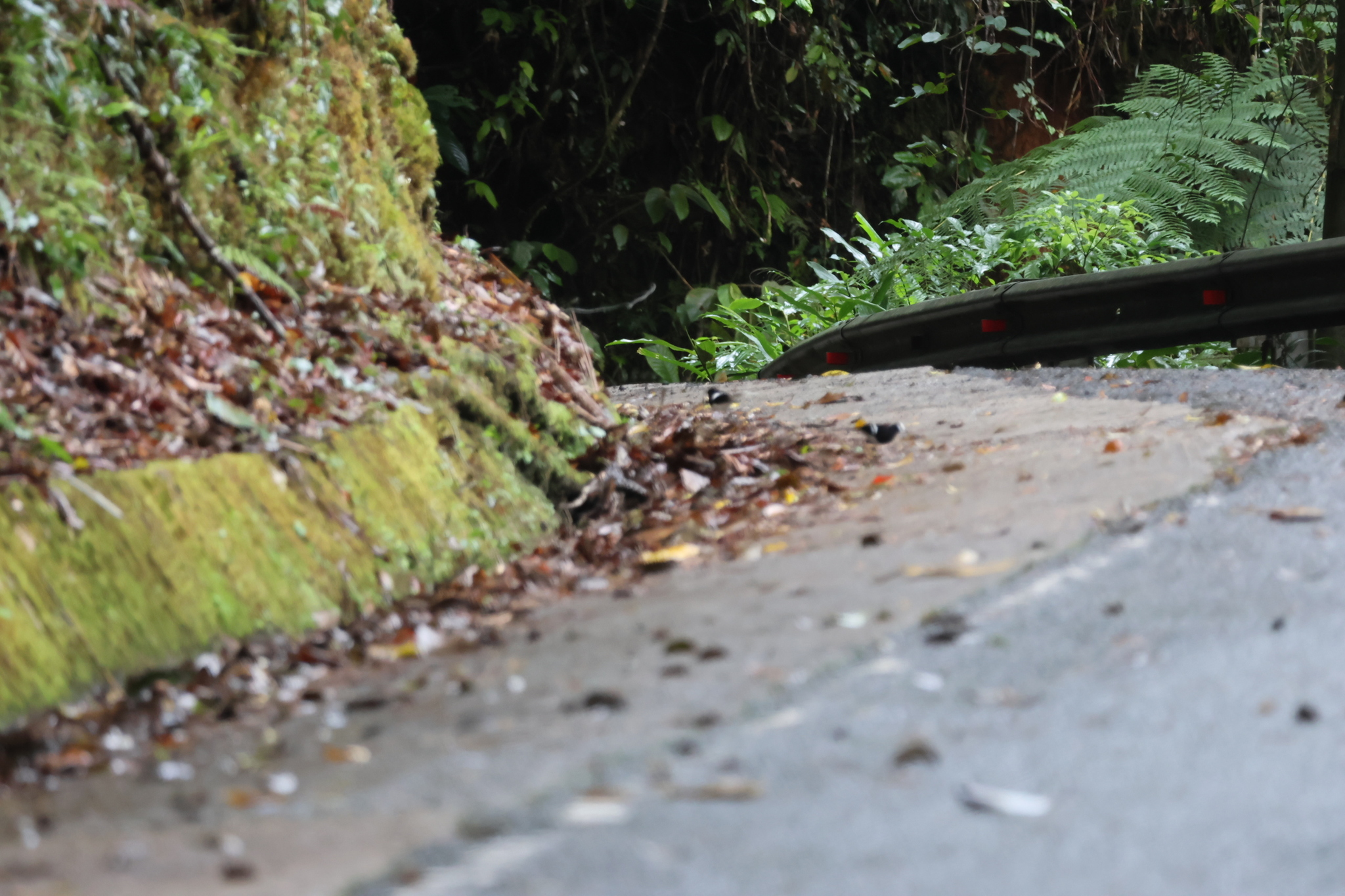Bornean Forktail (Enicurus borneensis), photo 8