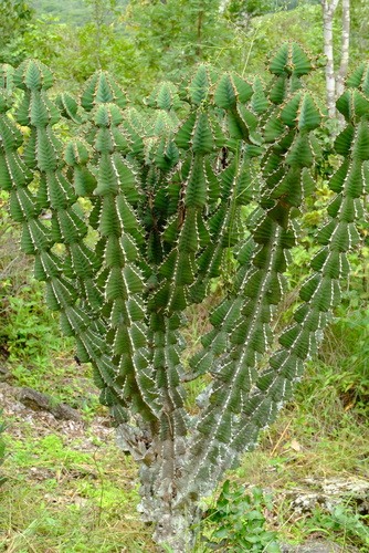 Euphorbia cooperi var. ussanguensis