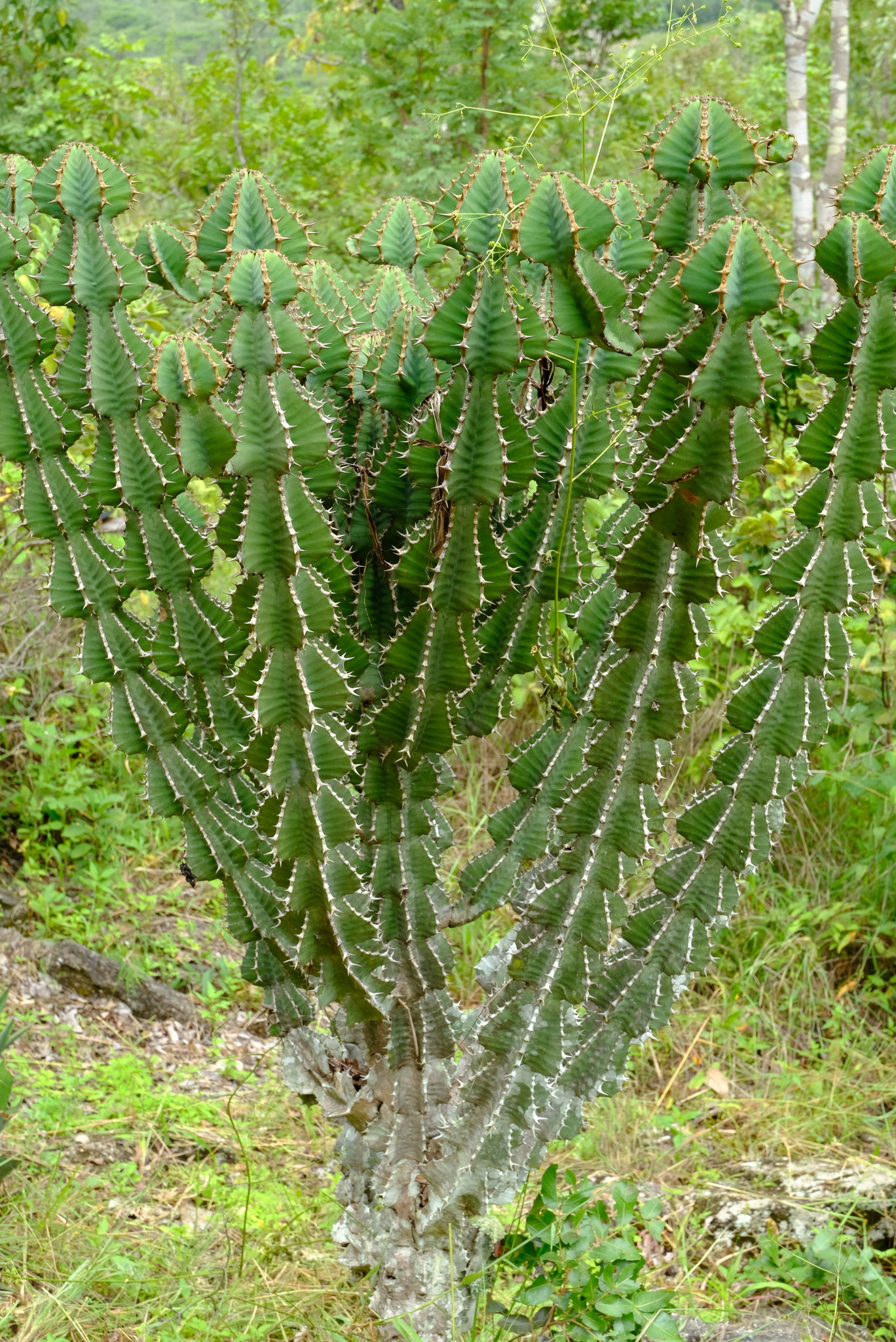 Euphorbia cooperi var. ussanguensis