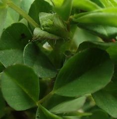 Trifolium dubium