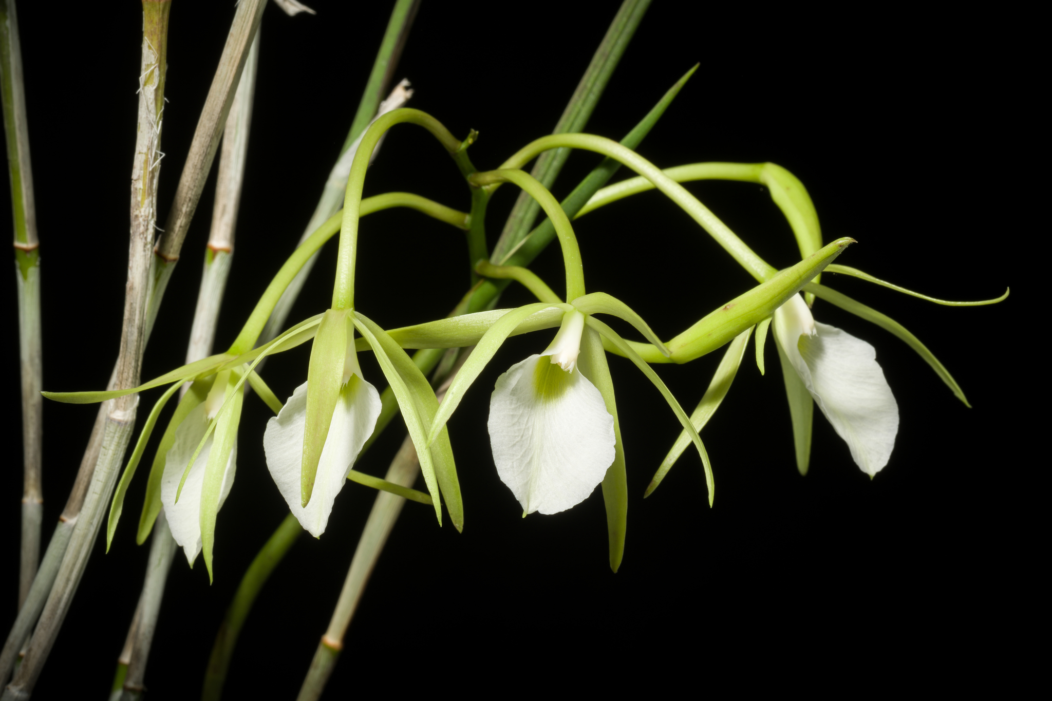 Brassavola perrini Lindl.