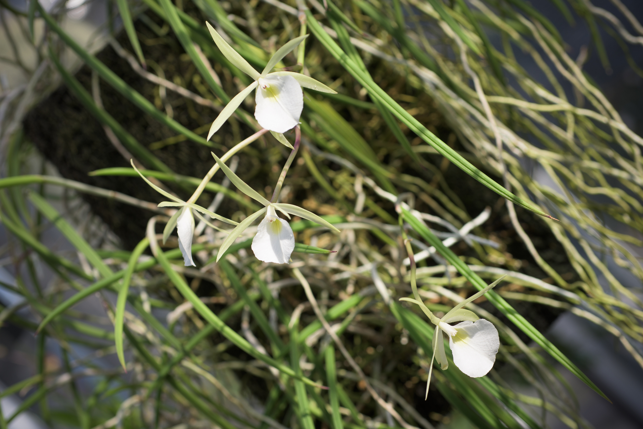 Brassavola perrini Lindl. 2