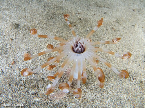 Representative image of Arachnanthus oligopodus