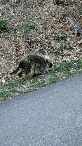 North American Porcupine