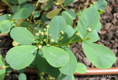Euphorbia celastroides