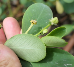 Euphorbia celastroides