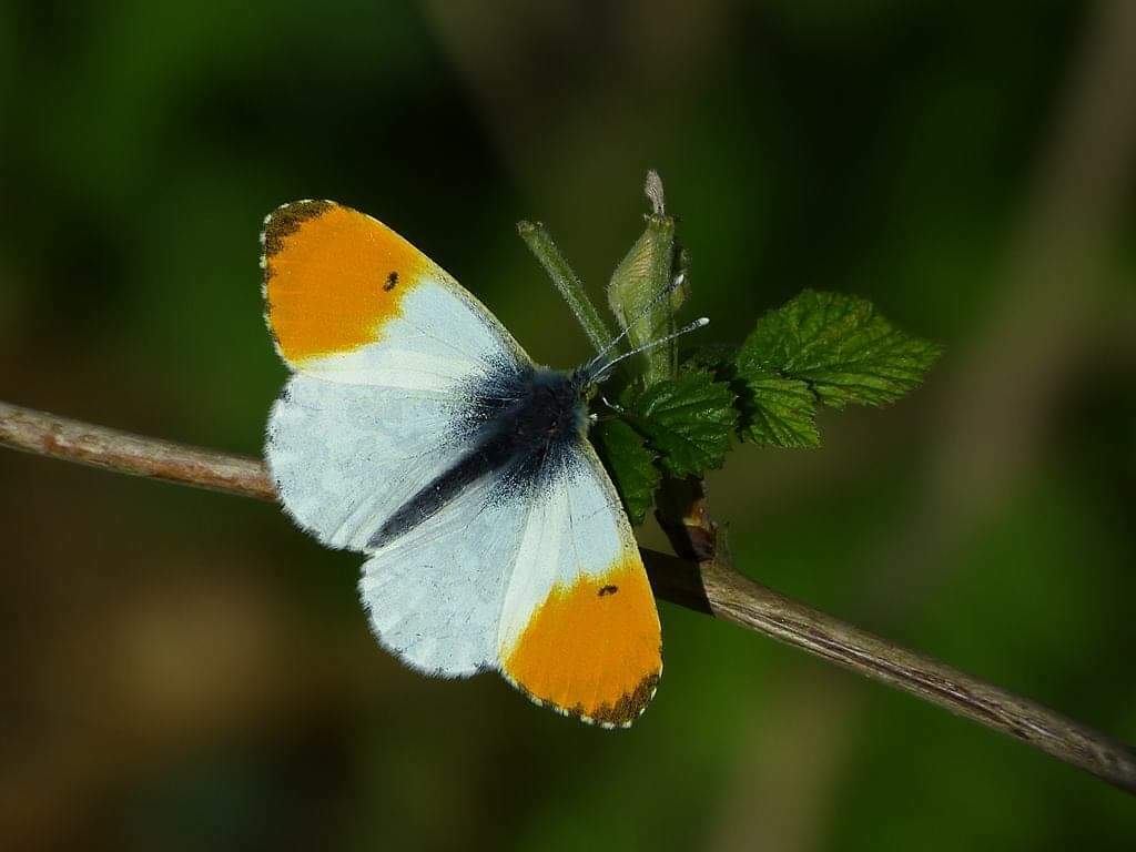 Orange-tip