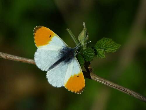 Orange-tip