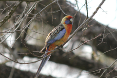 Platycercus elegans adelaidae