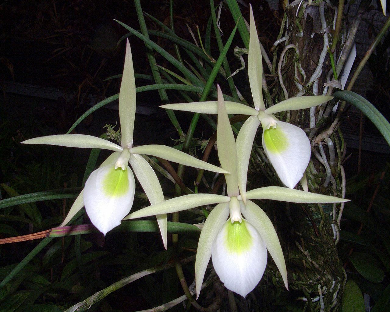 Brassavola flagellaris Barb.Rodr. 4