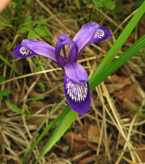Iris ruthenica
